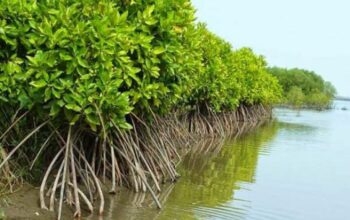 Hutan Bakau, Benteng Alam Vital bagi Kehidupan Pesisir