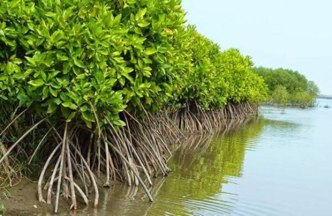 Hutan Bakau, Benteng Alam Vital bagi Kehidupan Pesisir