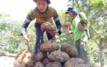 Jejak Porang dalam Kuliner Vegan dan Gluten-Free